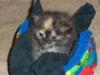 Milo as a kitten sitting in her little bed.