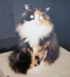 This is Tabitha sitting on one of my boxes which I took around October 1995.