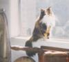 Tabitha on the window sill taken around April 1996.