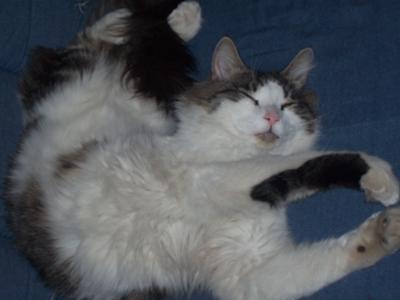 my lazy boy Mario:)
