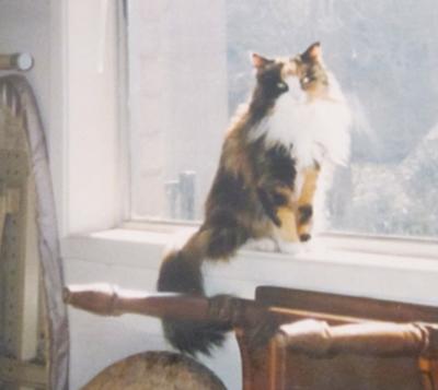 Tabitha on the window sill taken around April 1996.