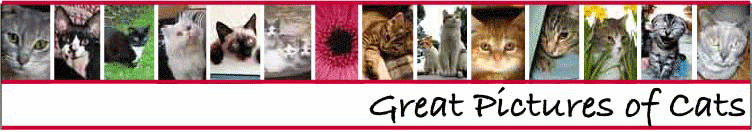 logo for great-pictures-of-cats.com